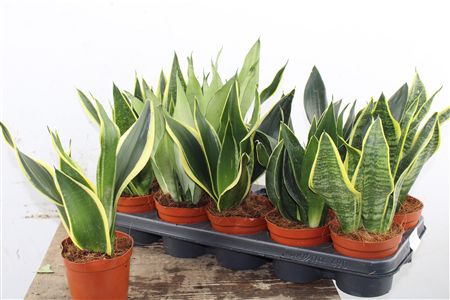 Mix rastlín Sansevieria v črepníkoch, niektoré so žltým okrajom listov