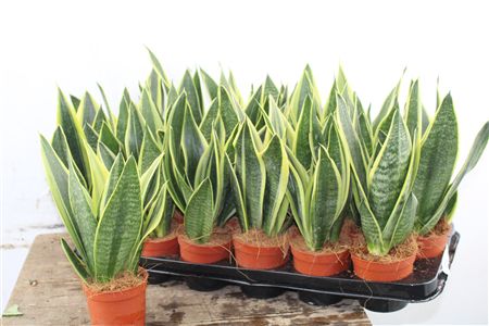 Sansevieria Canary v kvetináči