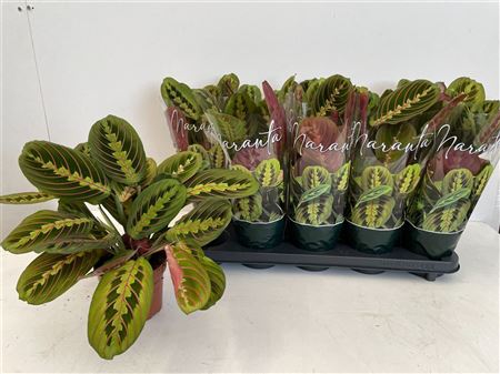 Maranta Fascinator s výraznými zelenými listami a červenými žilkami v kvetináči