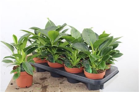 Philodendron Green Princess v kvetináči