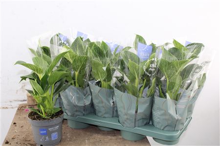 Philodendron White Stripe v kvetináči s bielymi pruhmi na listoch