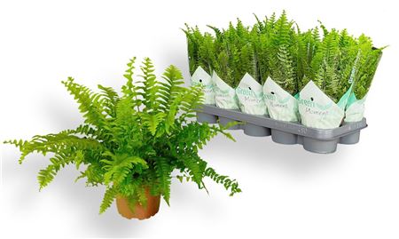 Papraď Nephrolepis Green Moment v črepníku