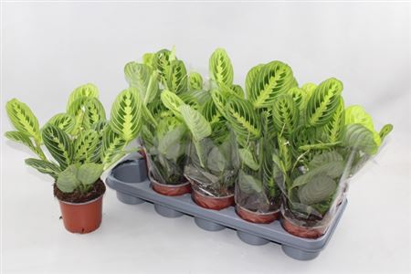 Maranta Lemon - zelená izbová rastlina s výraznými listami