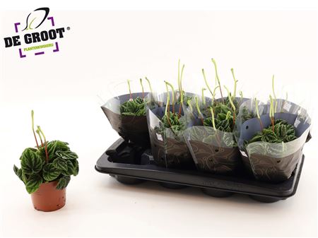 Peperomia Lilian v črepníku