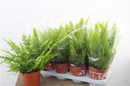 Papraď Nephrolepis Green Lady v črepníku