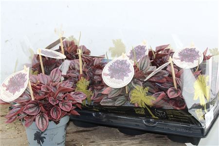 Peperómia 'Cayenne' s tmavočervenými vráskavými listami v črepníku