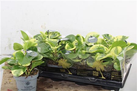 Peperomia Obtusa Green Gold v kvetináči