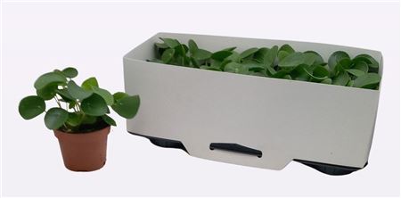 Pilea Peperomioides v malom hnedom črepníku