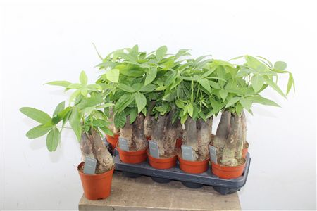 Pachira Aquatica Triple Stem v črepníku