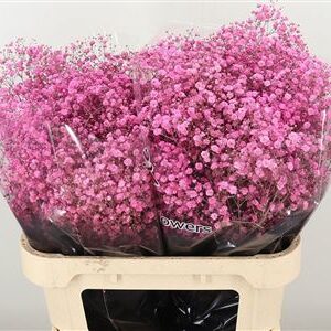 Gypsophila Dyed Pink Lady ružová 80 cm
