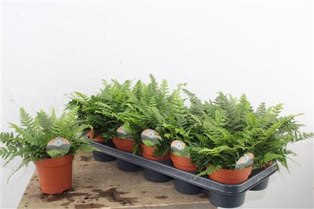 Papraď Polystichum Tsussimense v črepníku