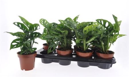 Monstera Obliqua v kvetináči