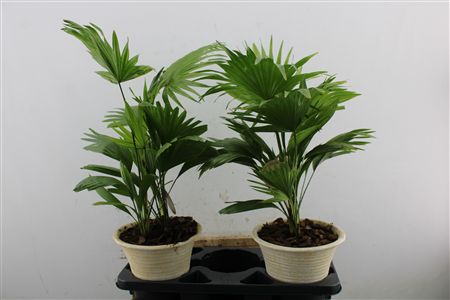 Livistona Rotundifolia - Okrúhlolistá palma v črepníku