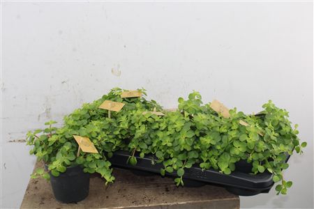 Peperomia Rotundifolia v črepníku