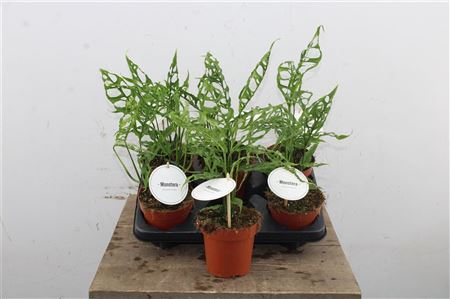 Monstera Obliqua Peru v kvetináči
