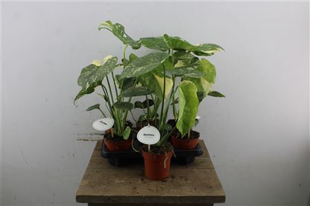 Monstera Thai Constellation v črepníku