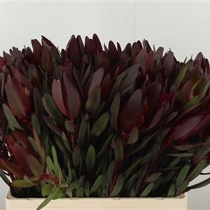 Leucadendron Safari Sunset