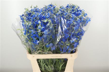 Modrý stračkodrev Volkerfrieden s výškou 90 cm