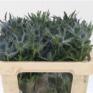 Eryngium Mag Blue Lagoon