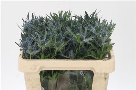 Eryngium Mag Blue Lagoon