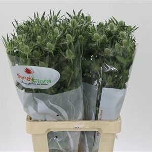 Eryngium Mag White Lagoon