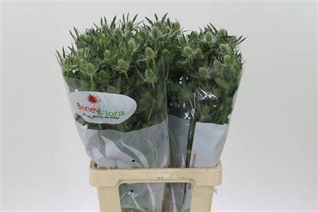 Eryngium Mag White Lagoon