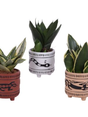 Sansevieria cylindrica 'Compacta' v keramickom kvetináči s etno motívom
