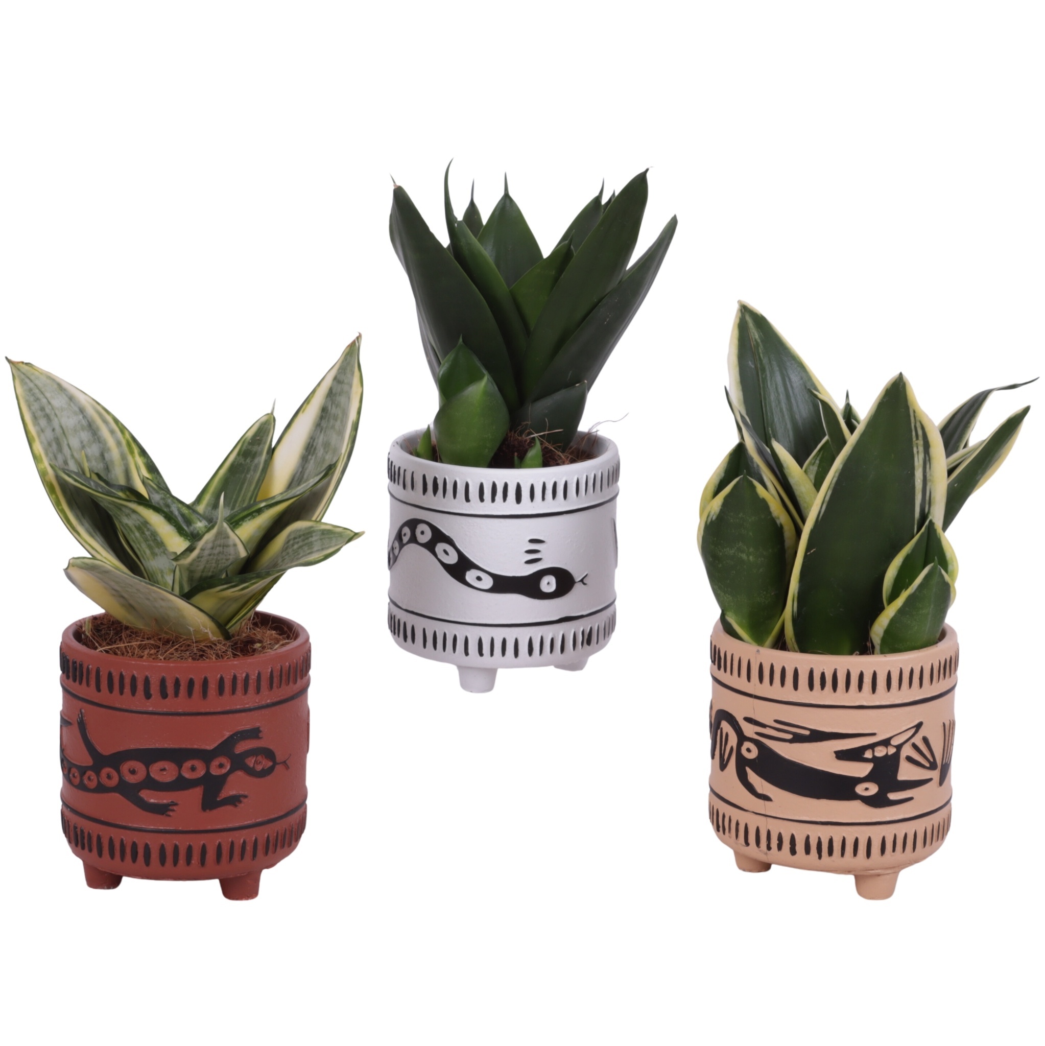 Sansevieria cylindrica 'Compacta' v keramickom kvetináči s etno motívom