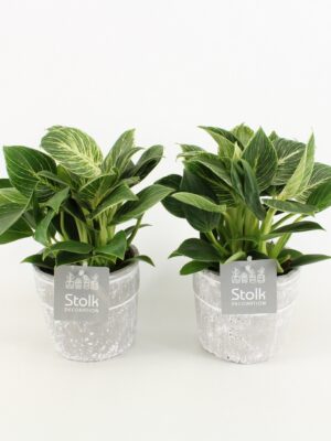 Philodendron White Wave v kamennom kvetináči