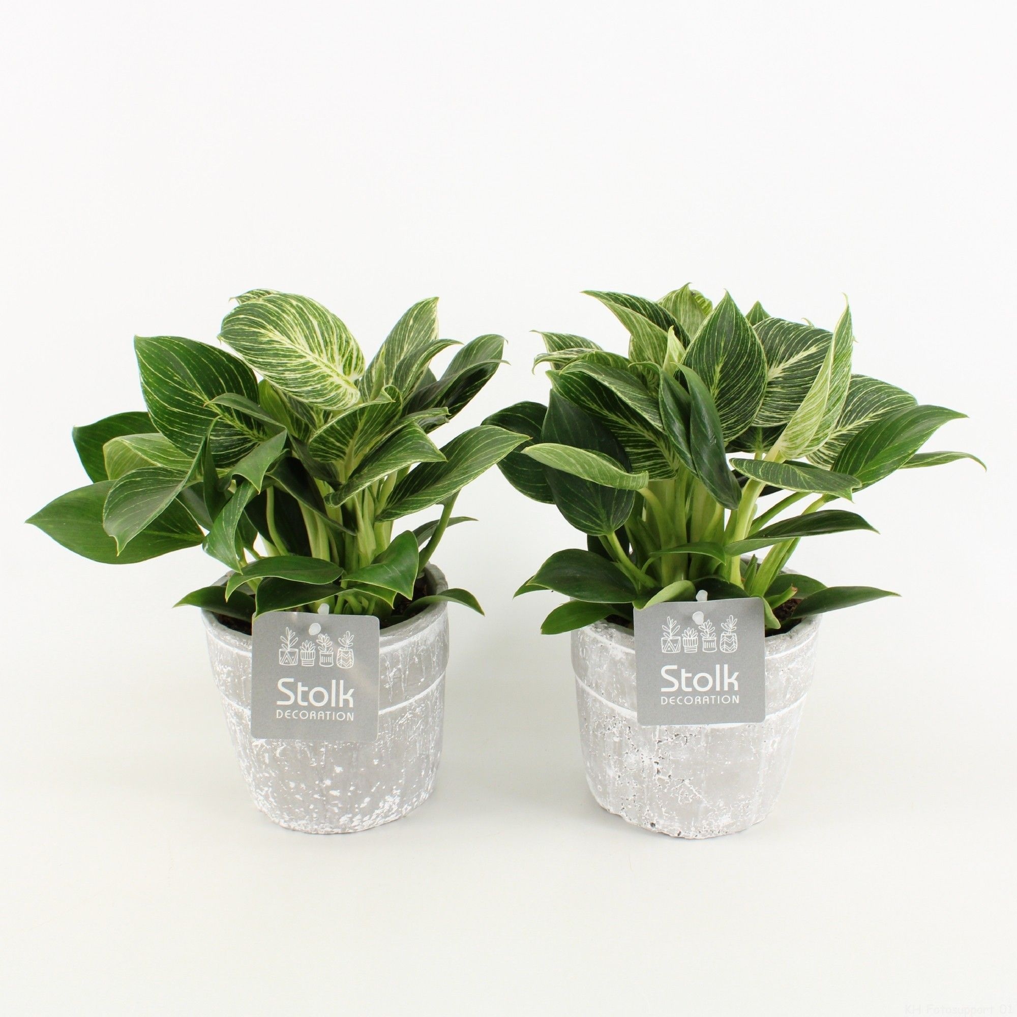 Philodendron White Wave v kamennom kvetináči