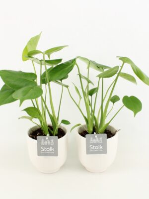 Mladá Monstera deliciosa v bielom keramickom kvetináči