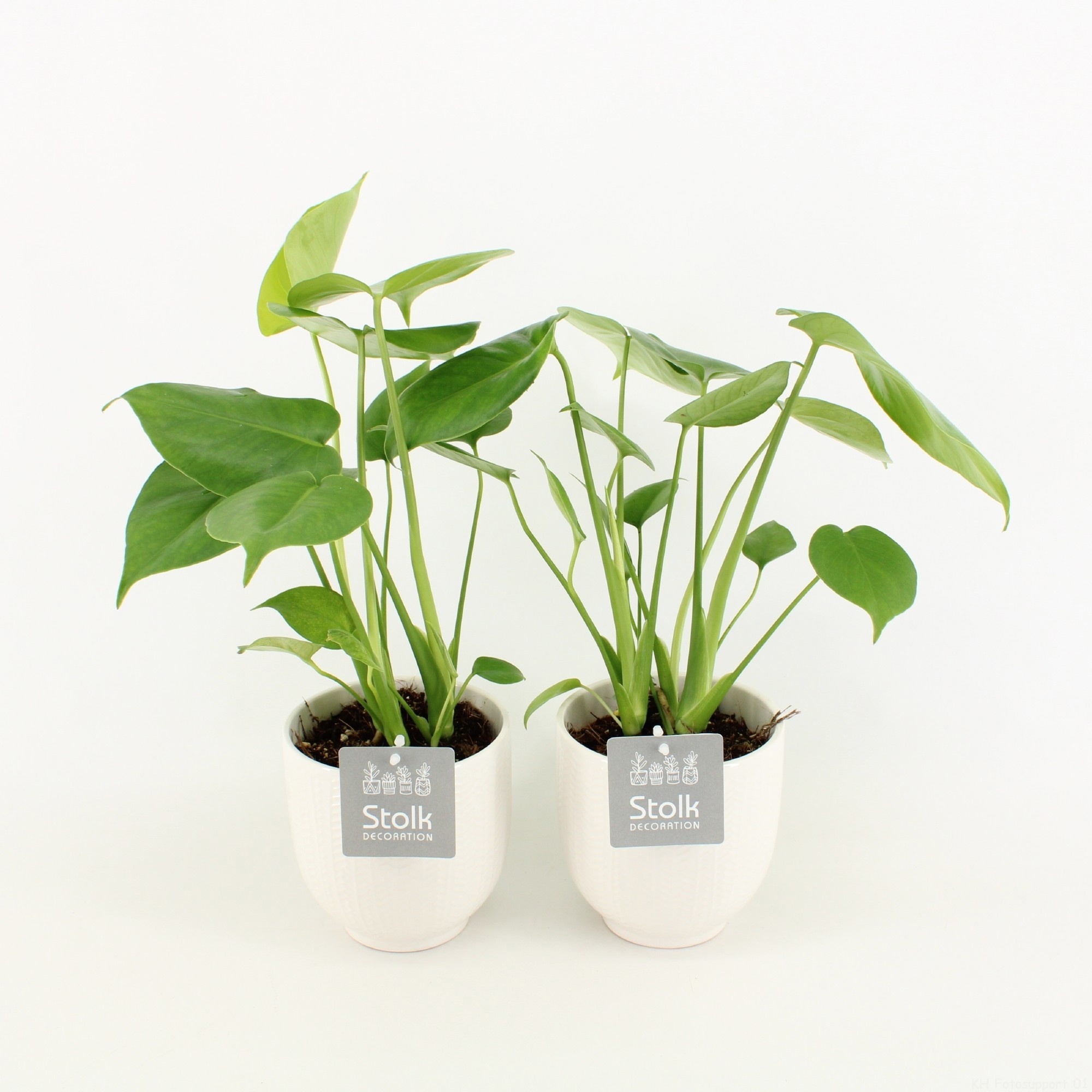 Mladá Monstera deliciosa v bielom keramickom kvetináči