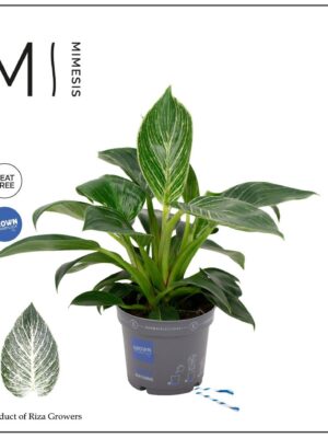 Philodendron Karma White v sivom kvetináči s bielymi žilkami na listoch