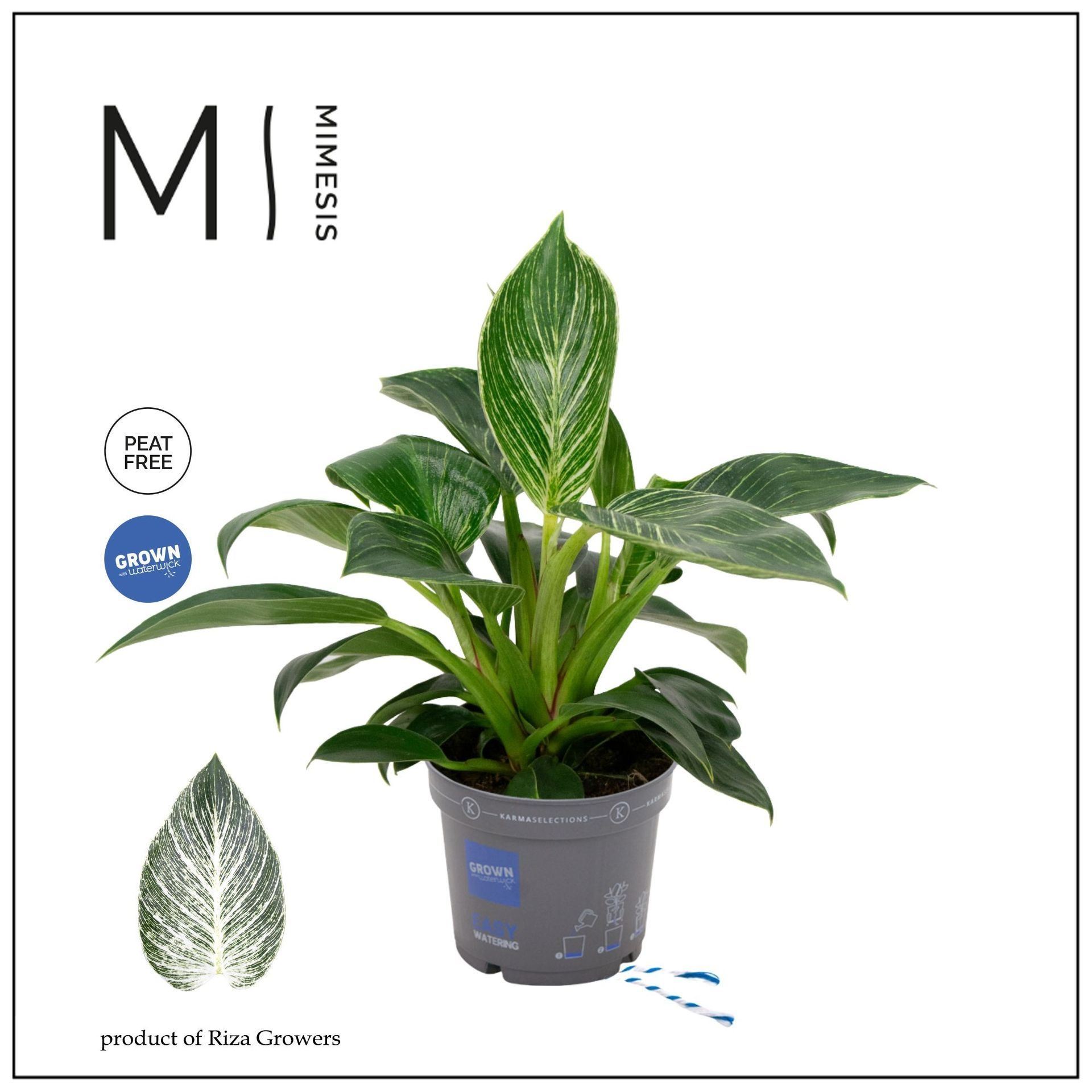 Philodendron Karma White v sivom kvetináči s bielymi žilkami na listoch
