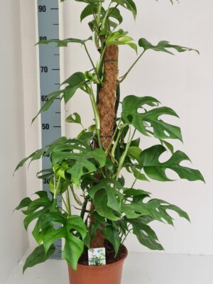 Monstera s popínavými listami na kokosovej tyči v hnedom kvetináči