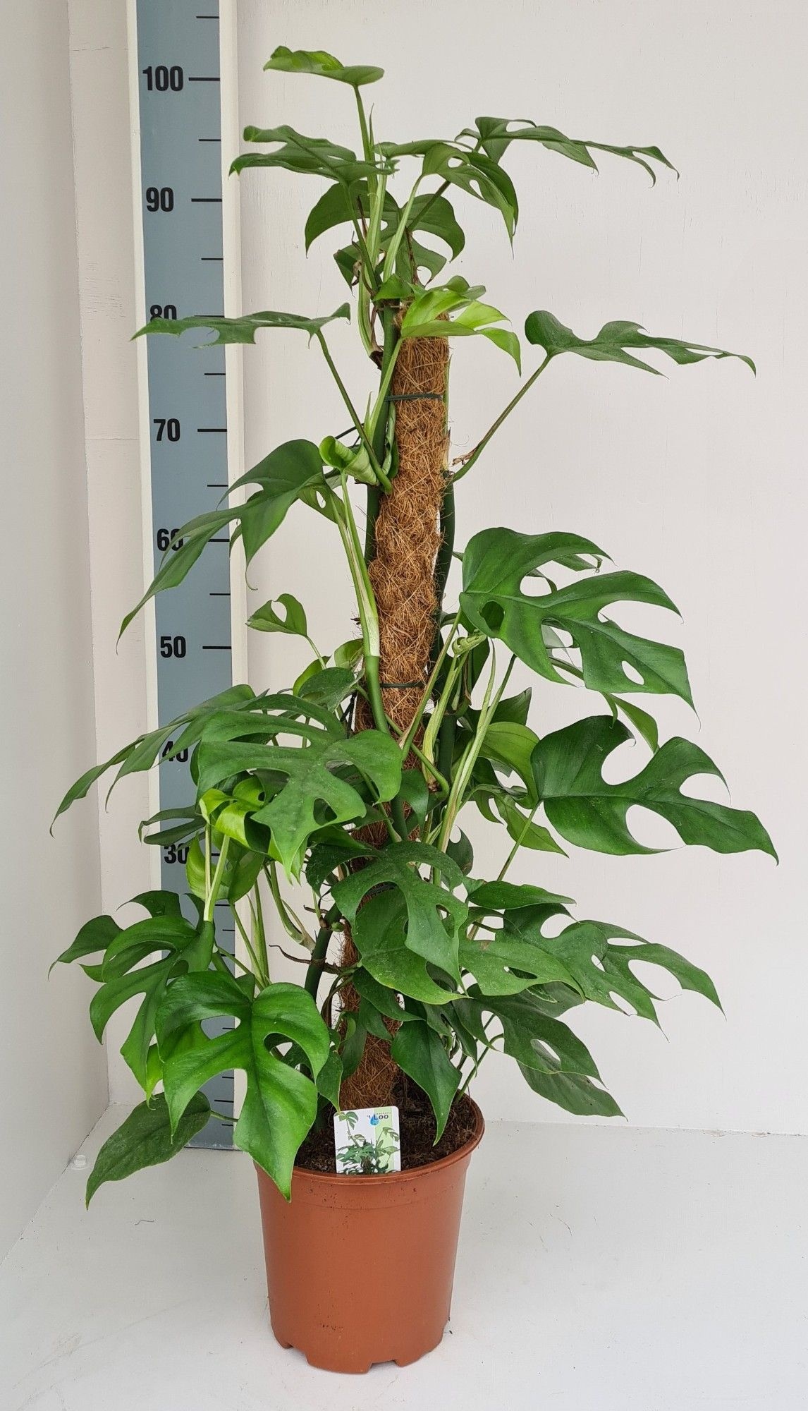 Monstera s popínavými listami na kokosovej tyči v hnedom kvetináči