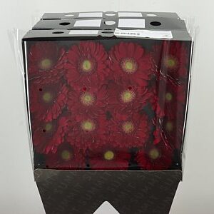 Ge Gr @ Ambassador
