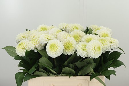 Biela pivonka Caro White