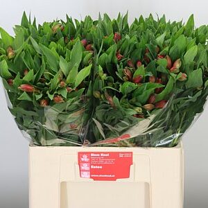 Alstroemeria Estee 60 cm