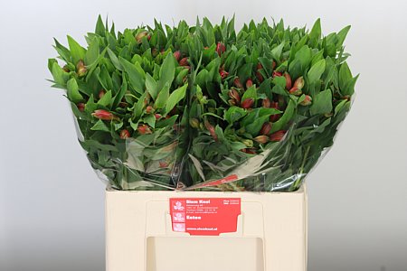 Alstroemeria Estee 60 cm