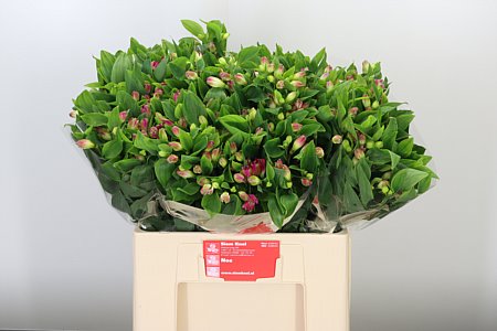 Alstroméria Flor Noa v kytici