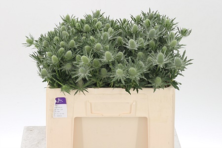 Eryngium Sirius Qstar