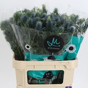 Eryngium Supernova rezaný kvet