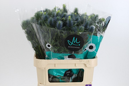 Eryngium Supernova rezaný kvet