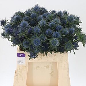 Eryngium Magnetar Qstar 40 cm