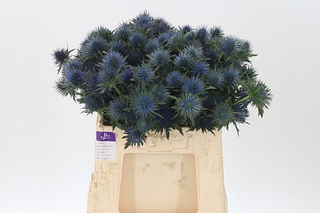 Eryngium Magnetar Qstar 40 cm
