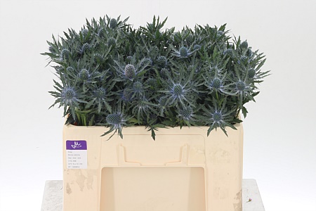 Eryngium Orion Qstar s modro-fialovými súkvetiami