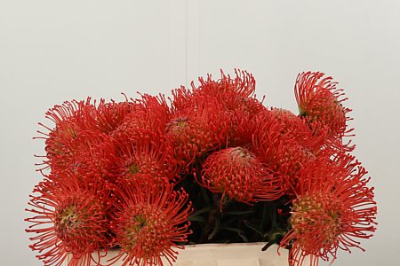 Leucadendron Succession s červeno-zelenými listami