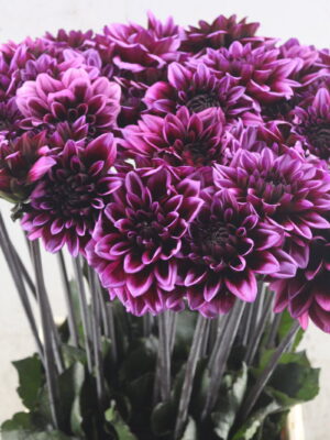 1d841da0-c706-40b9-845c-2eca4357c270 Dahlia Davina Michelle