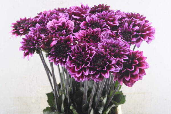 1d841da0-c706-40b9-845c-2eca4357c270 Dahlia Davina Michelle